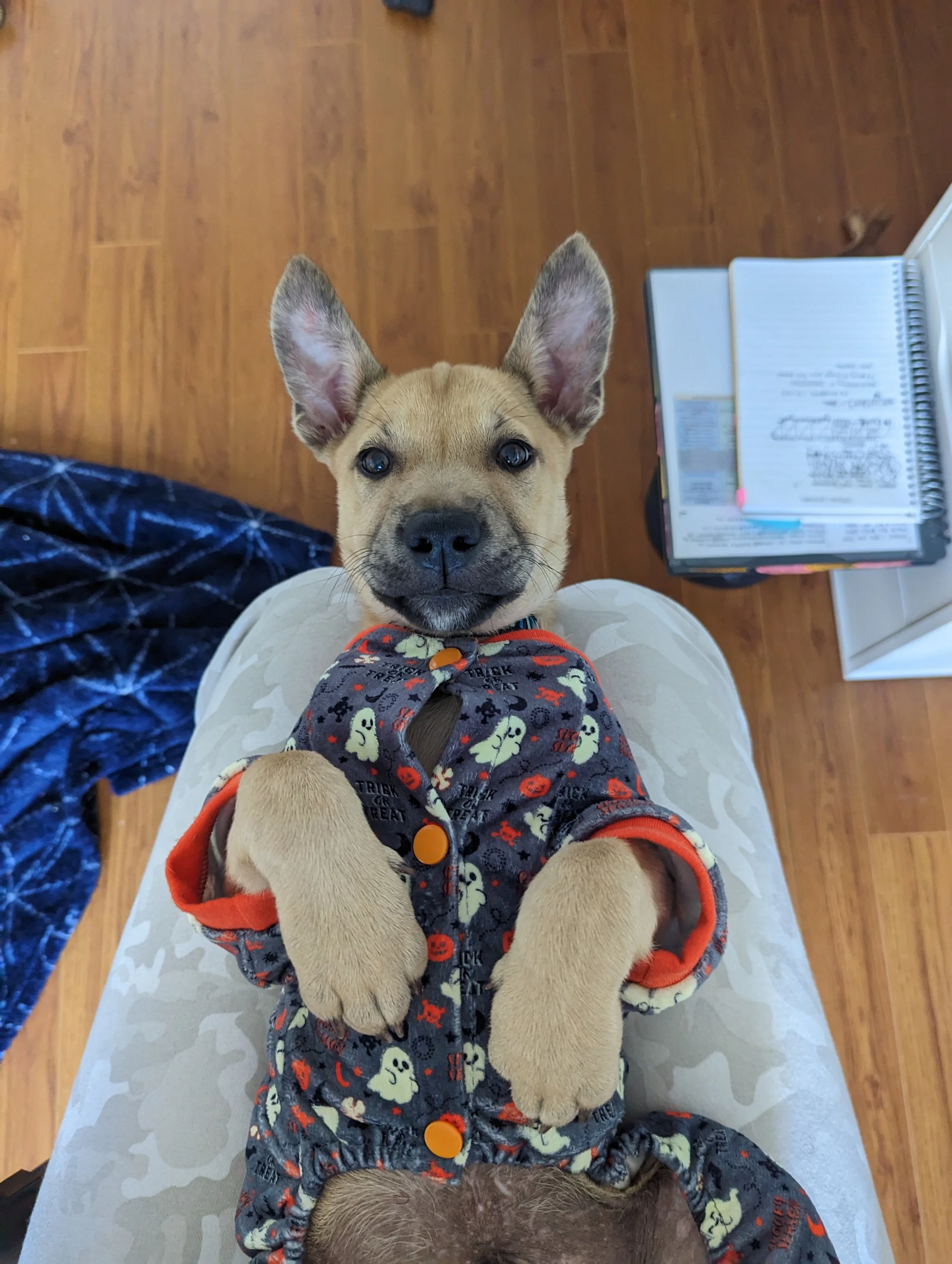 The photo shows a tan puppy with large ears and dark eyes, being held in someone's lap, wearing a dark onesie with Halloween-themed print, and a hardwood floor can be seen in the background.