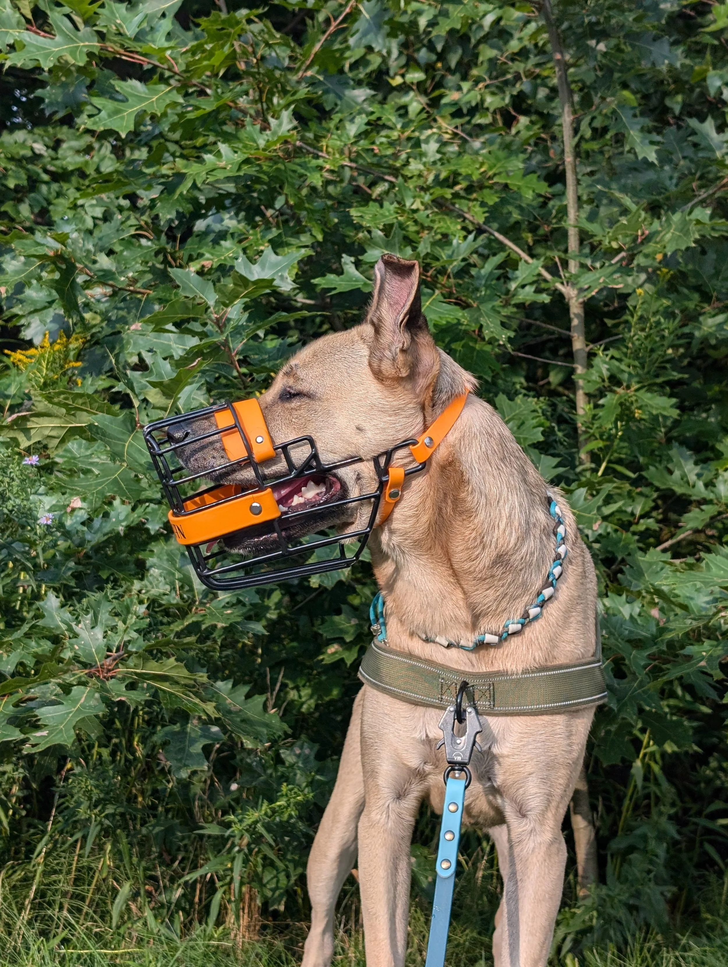 A dog with a tan coat wearing an orange muzzle and a green harness connected to a blue leash, standing outdoors among green bushes and trees.