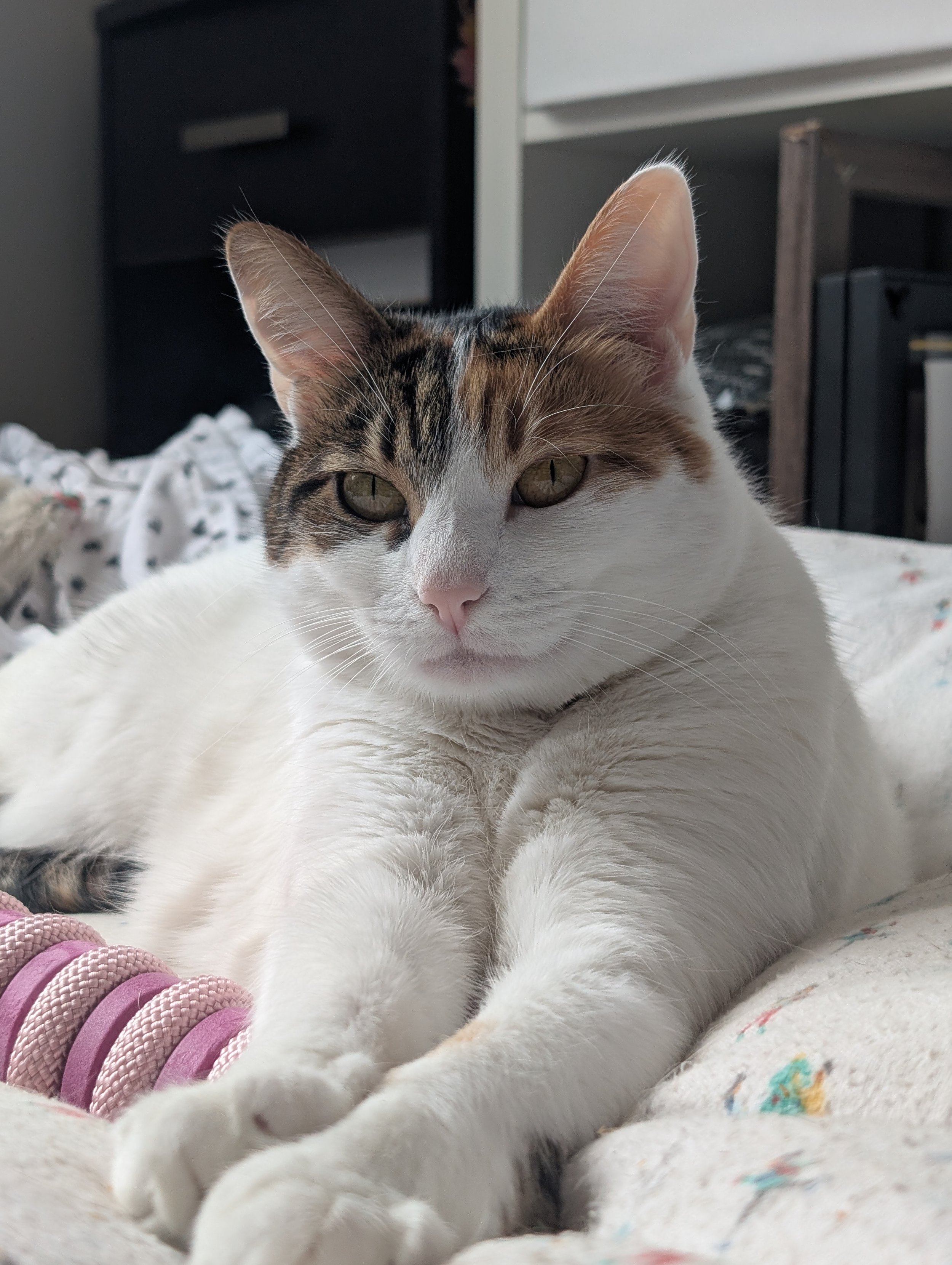 Close-up of a domestic cat lying down resting on a soft white blanket with a multicolored pattern, background showing a dark wooden shelf and a cabinet.