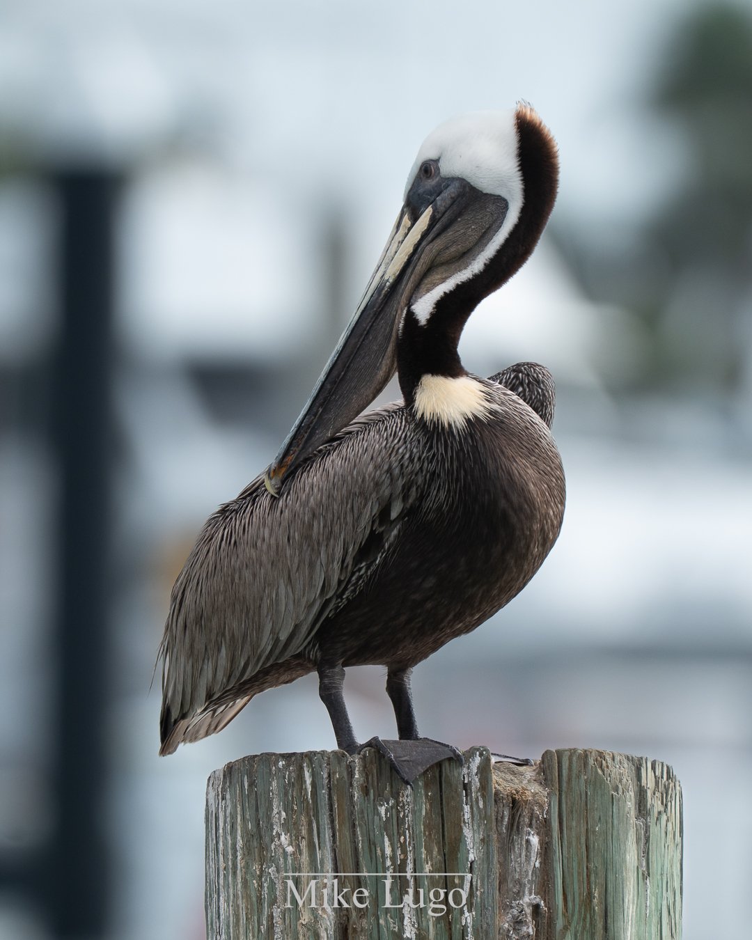 The Bird Project