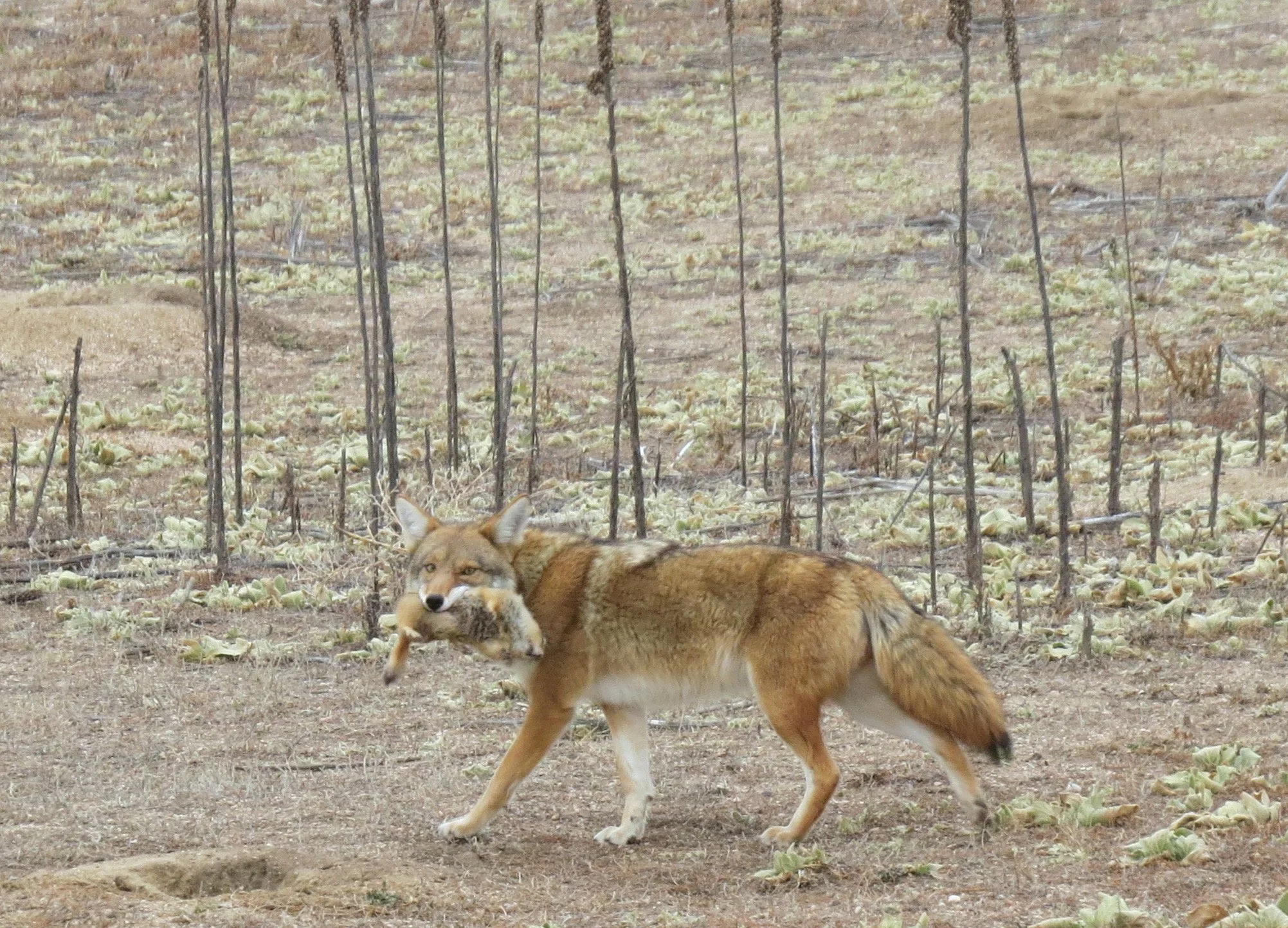 coyotepd.jpg