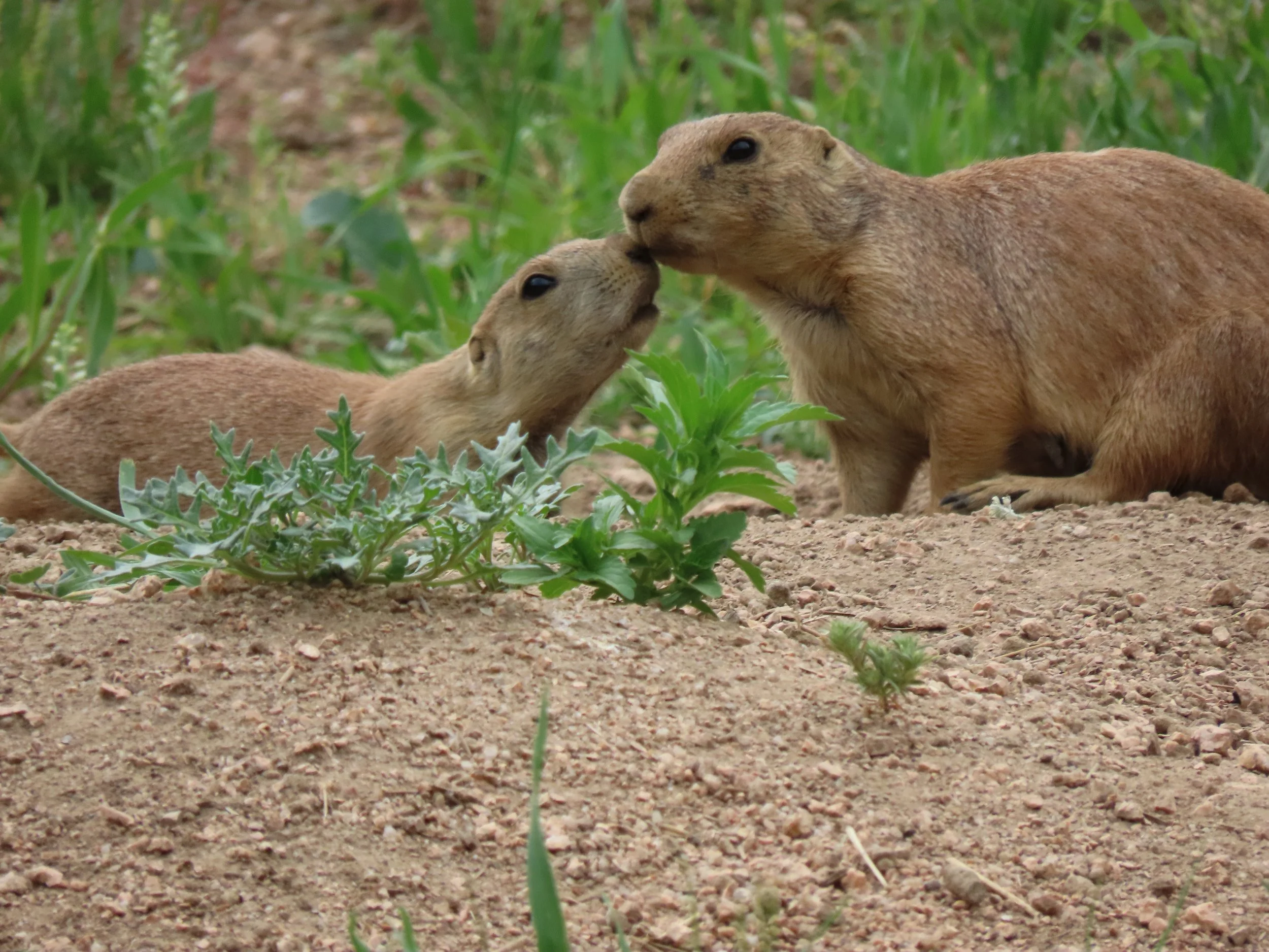 baby kiss.JPG