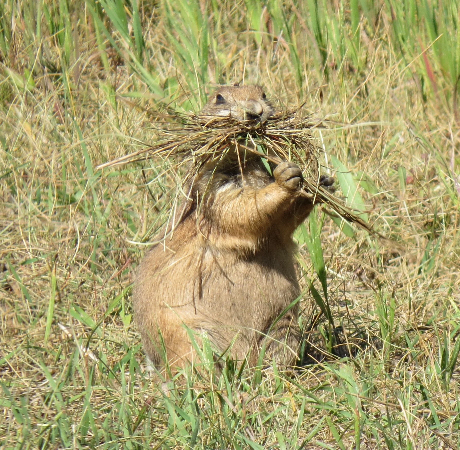 ringtailnest.jpg