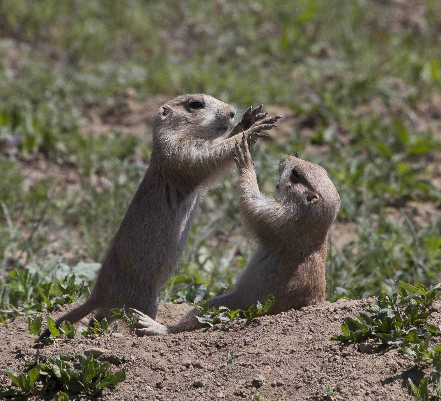 sandypups.jpg
