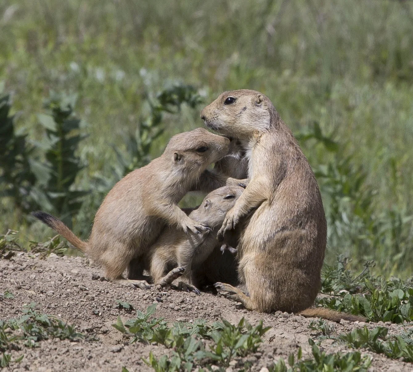 The Value of Keystone Species