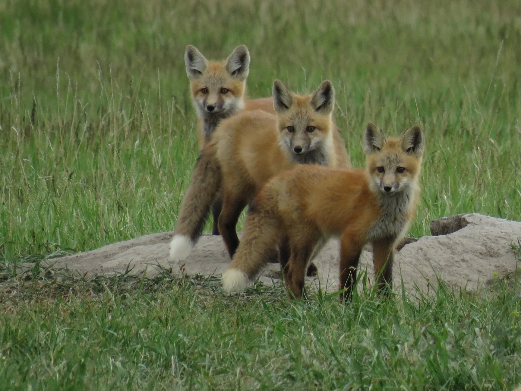 Playful Red Foxes in Mountain Meadow