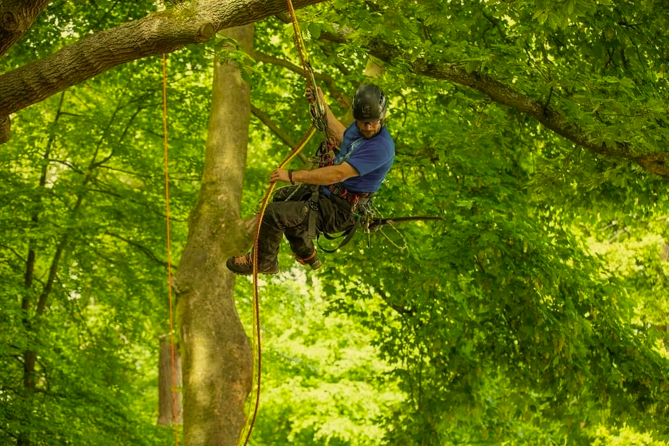 A person in safety gear climbing a large tree using ropes, surrounded by green leaves.