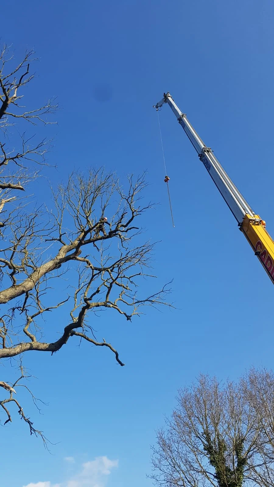 Specialist tree surgery and arboricultural operations removing large trees in very small spaces with the assistance of a crane.