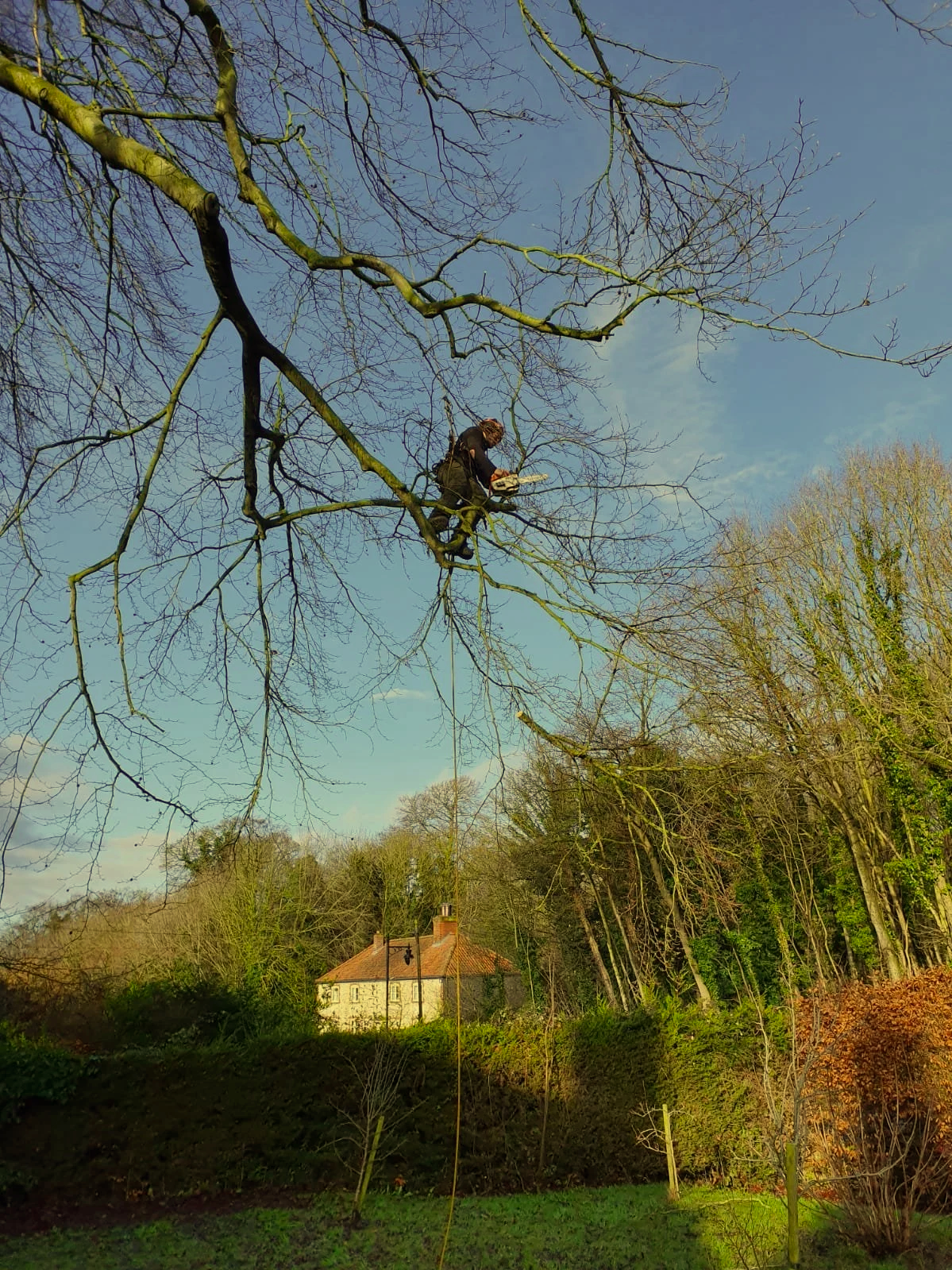 Tree and Arboricultural Services