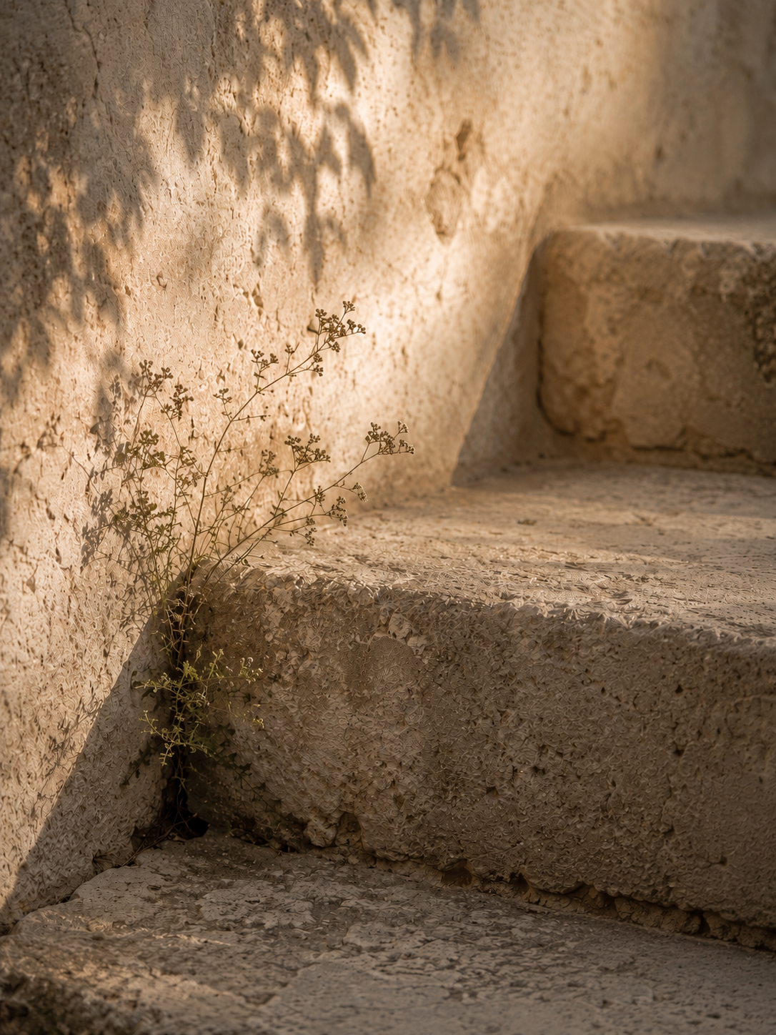 Stone steps with a small plant growing between the cracks in warm natural light.