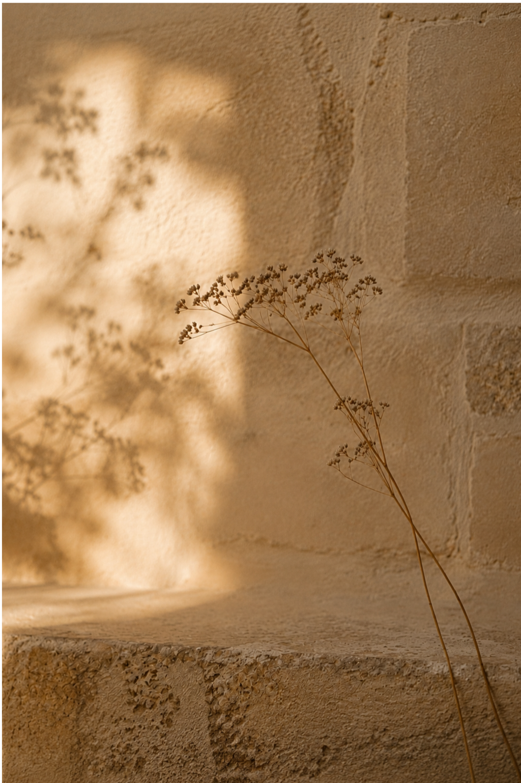 Intertwined dried stems against a textured limestone wall in soft natural light.