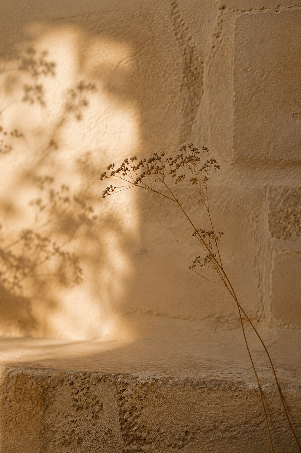 Intertwined dried stems against a textured limestone wall in soft natural light.