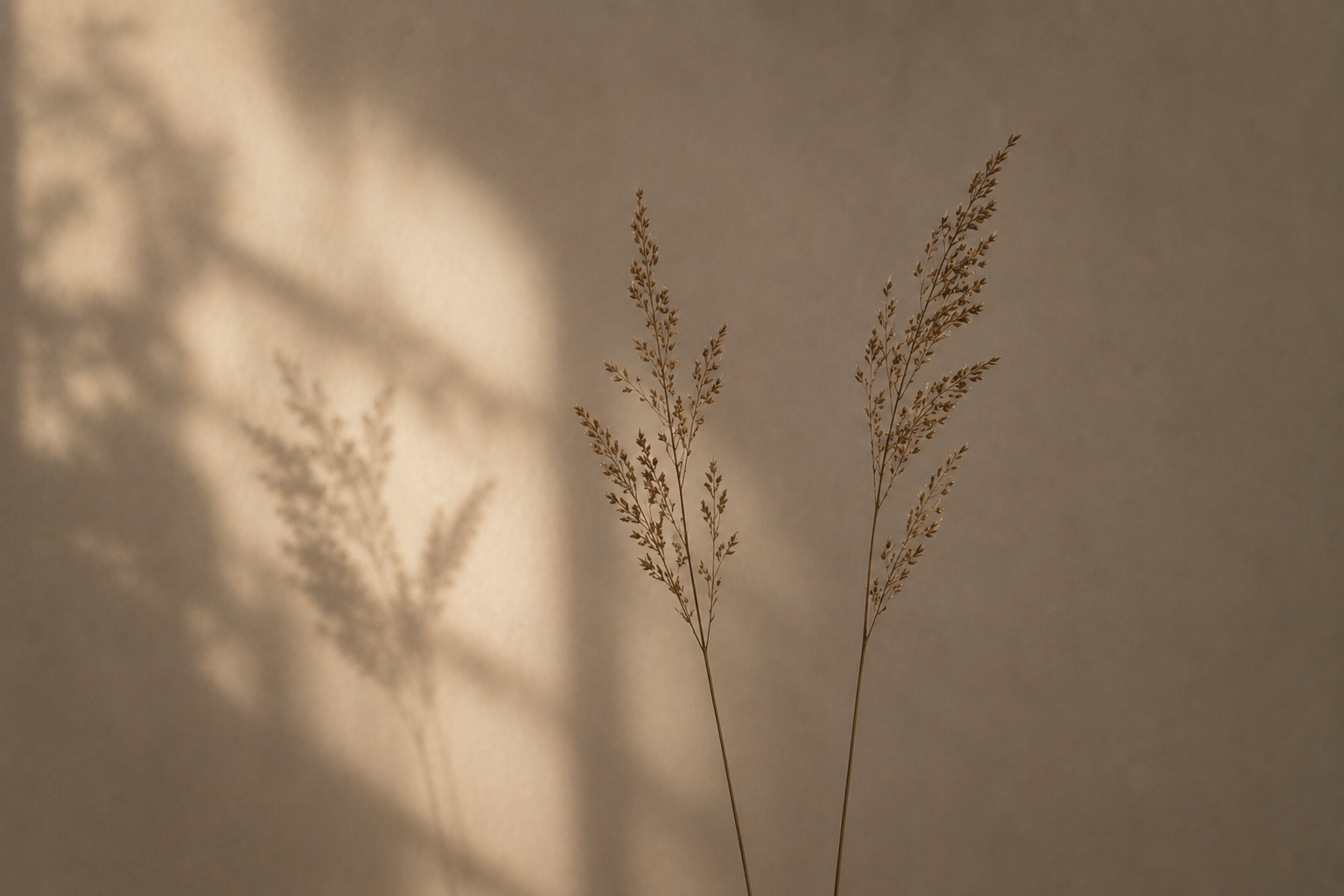 Two dried grass stems casting shadows on a limestone wall.