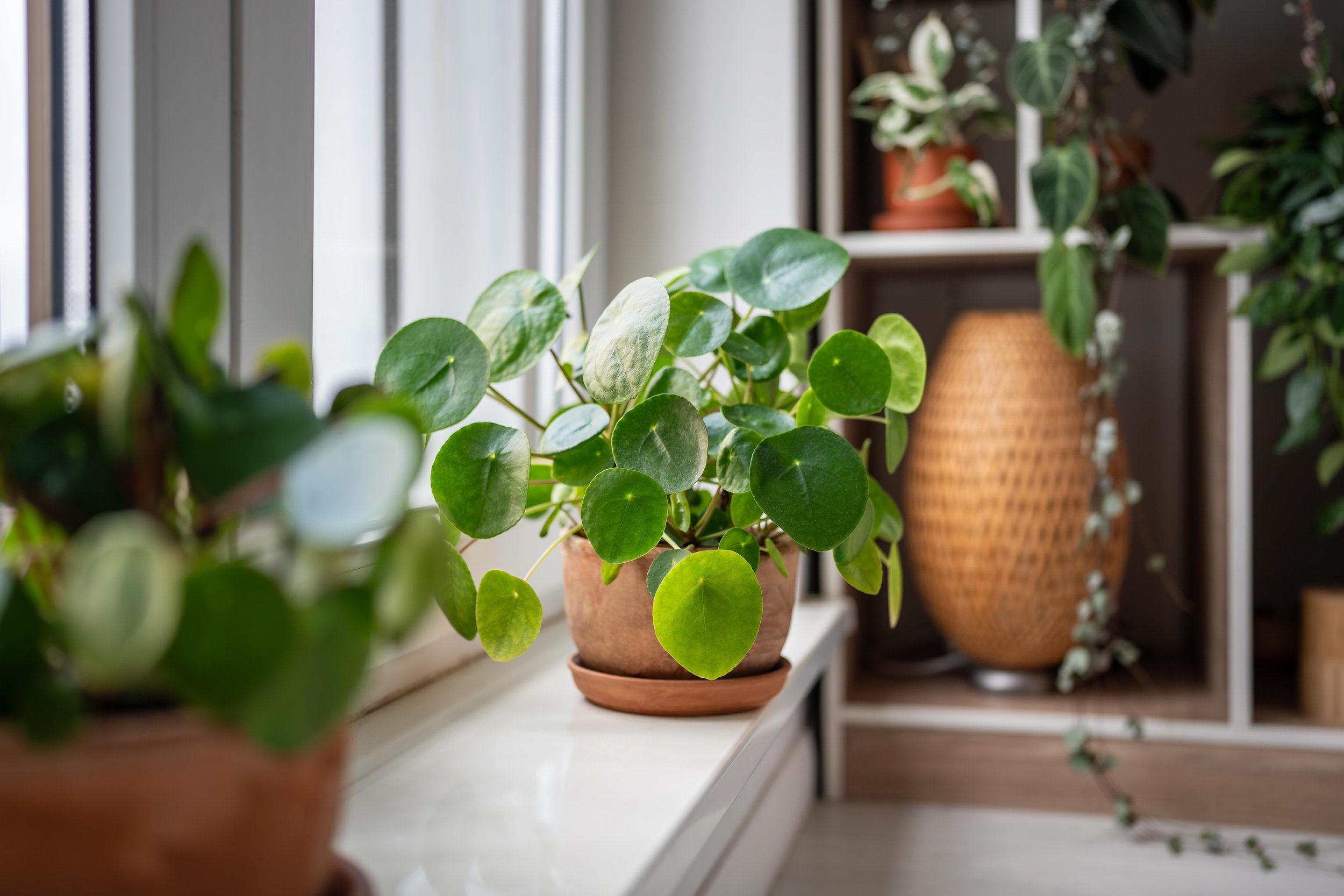 Indoor plants in pots on a windowsill and shelves, with natural light shining through the window.