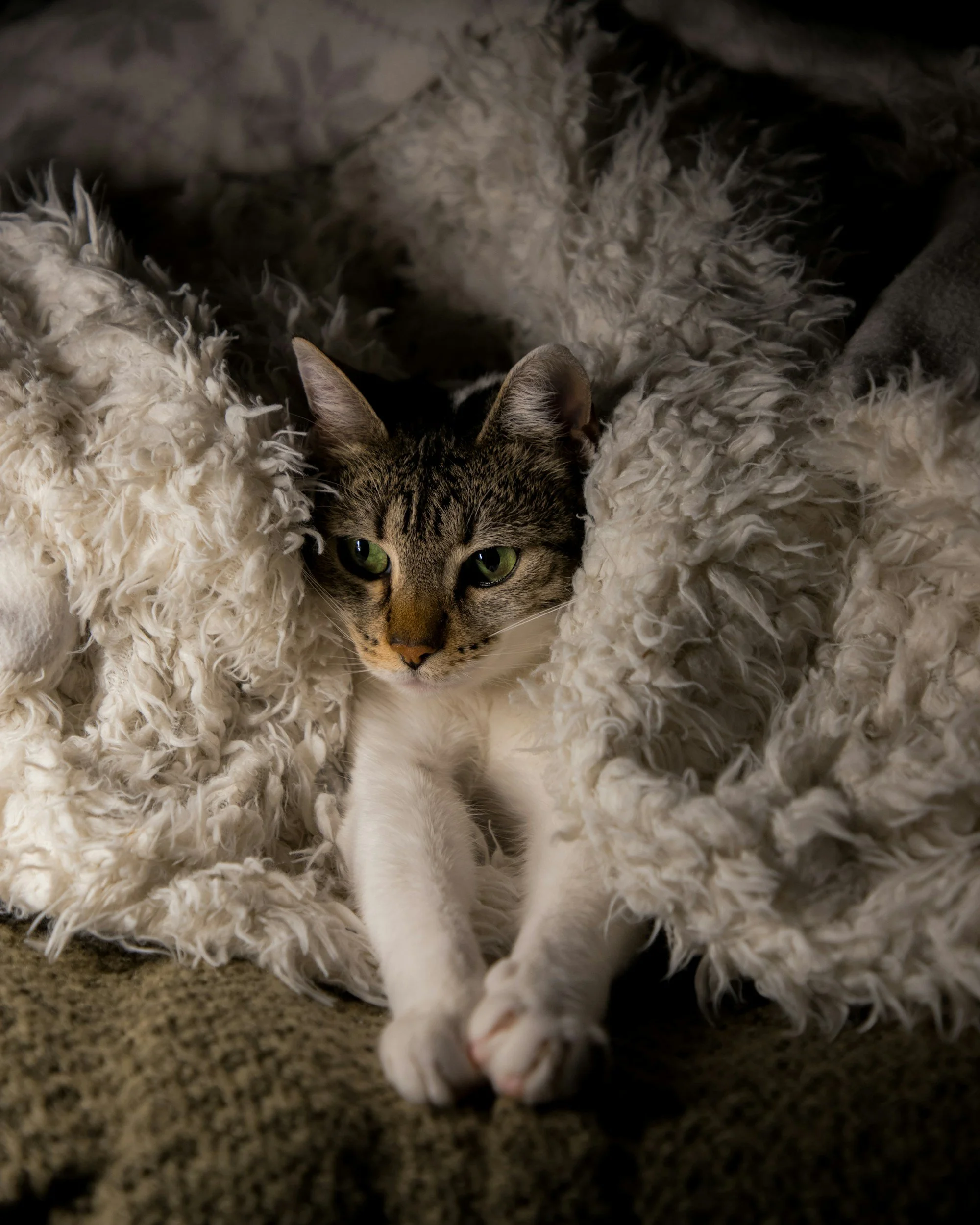 Cat friendly apartments in winnipeg for rent