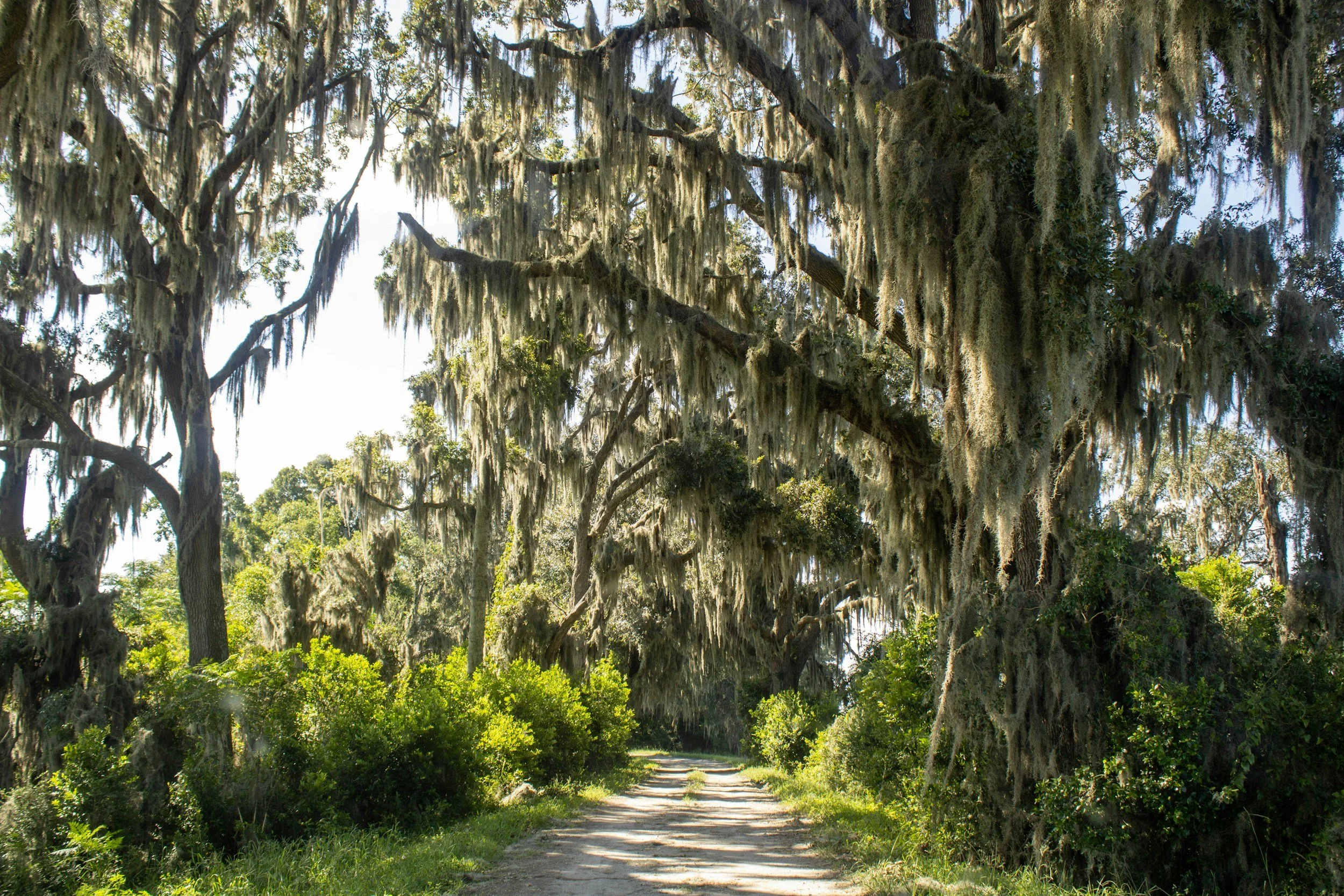 Therapist in South Carolina by large, hanging moss-covered tree branches in a forested area.