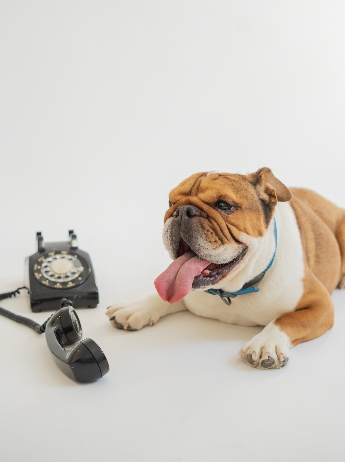 An adorable bulldog lying on a white surface with a vintage rotary phone and a black corded telephone receiver nearby.