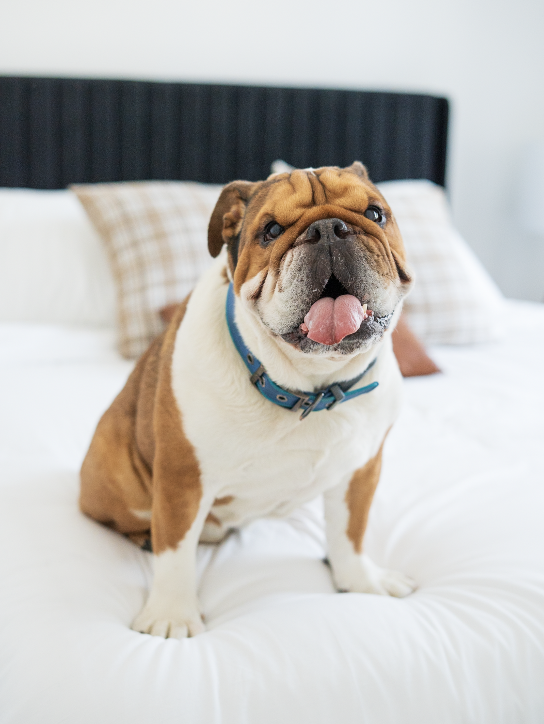 A happy bulldog sitting on a bed with white bedding and plaid pillows, tongue out.