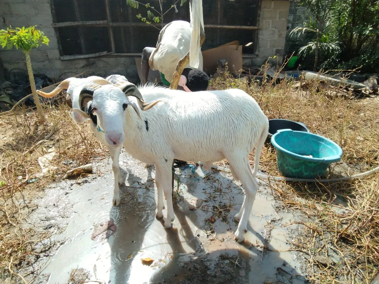 Cleaning a ram in The Gambia before selling