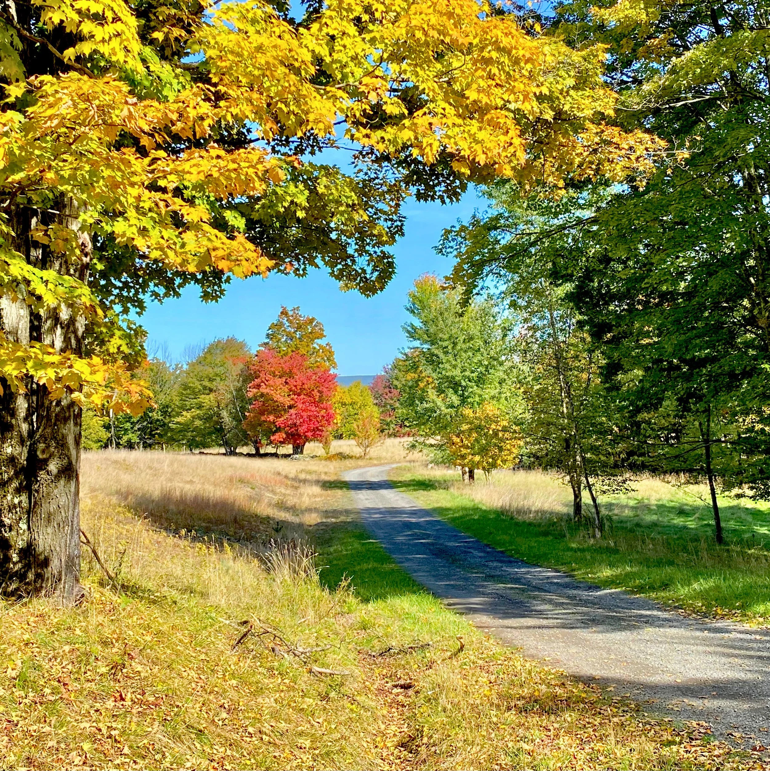 A dirt pathway running through a grassy field, surrounded by trees with vibrant fall foliage under a clear blue sky.