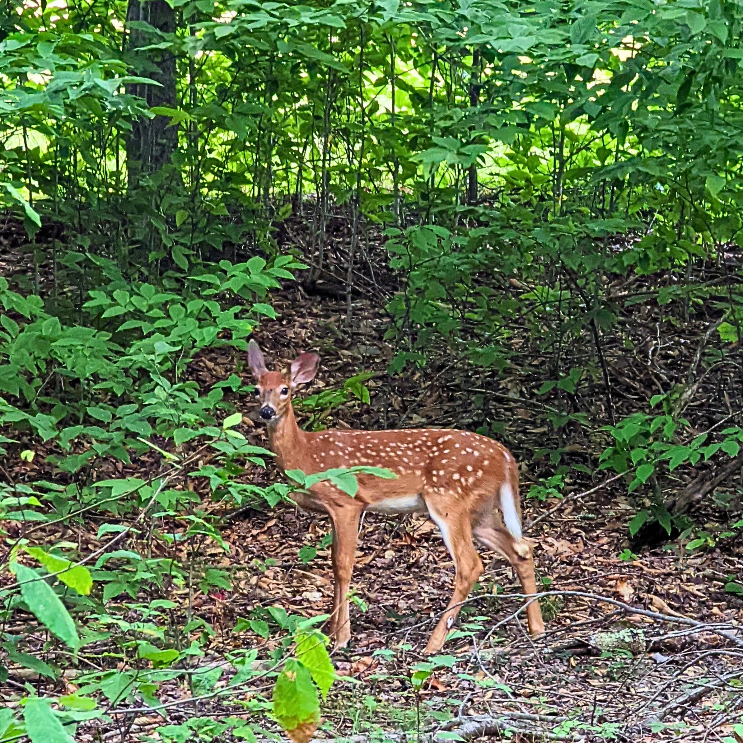 A young deer with white spots on its back standing among dense green foliage and small branches in a forest.