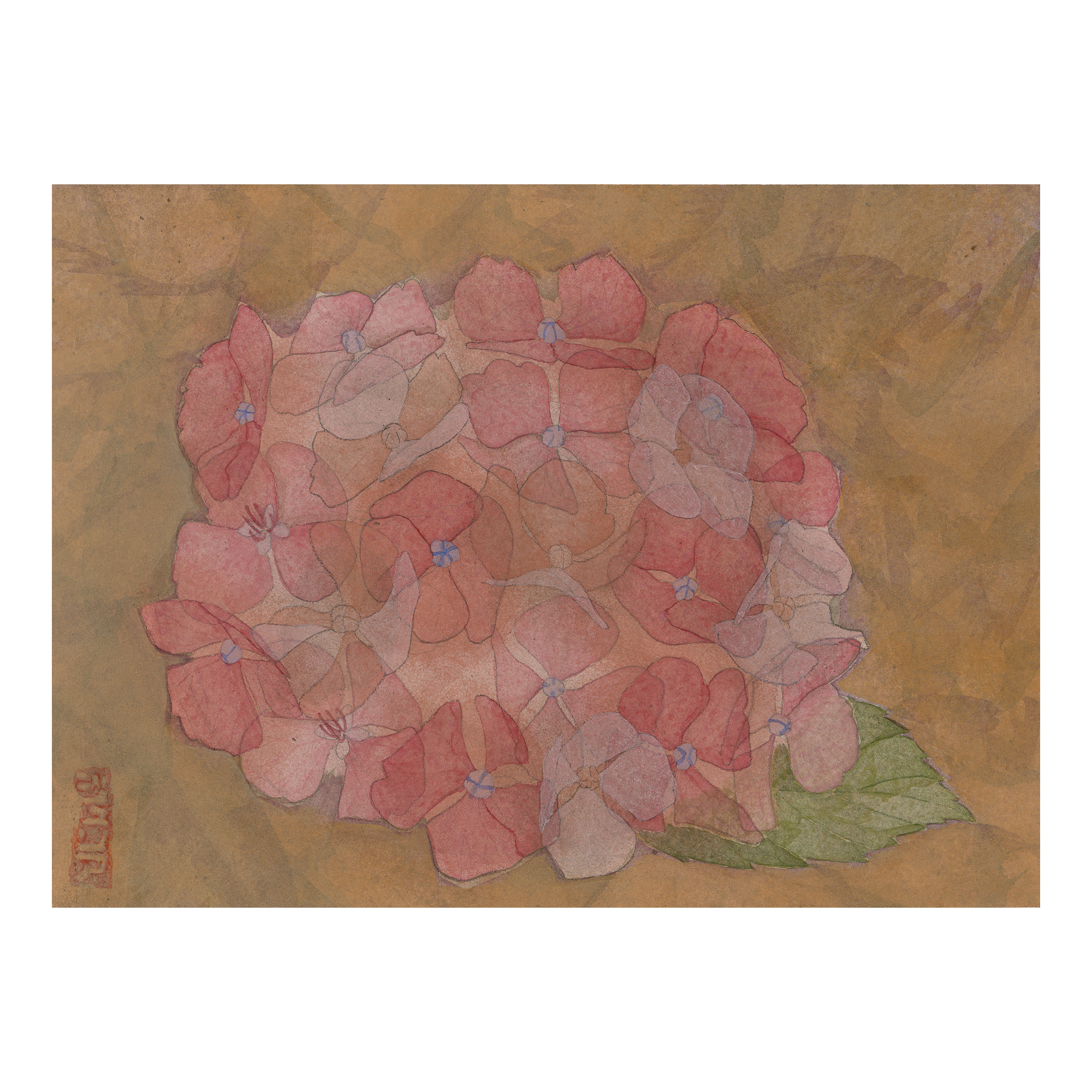 Hydrangea No. 11