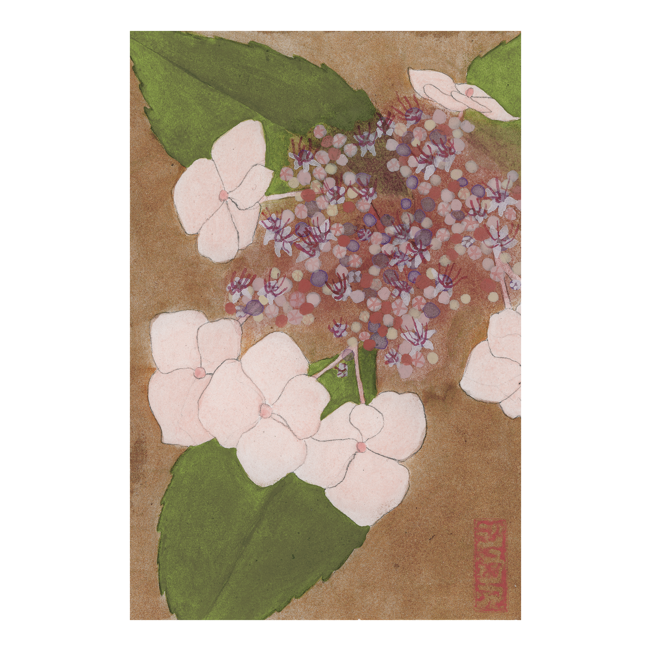 Pink Hydrangea
