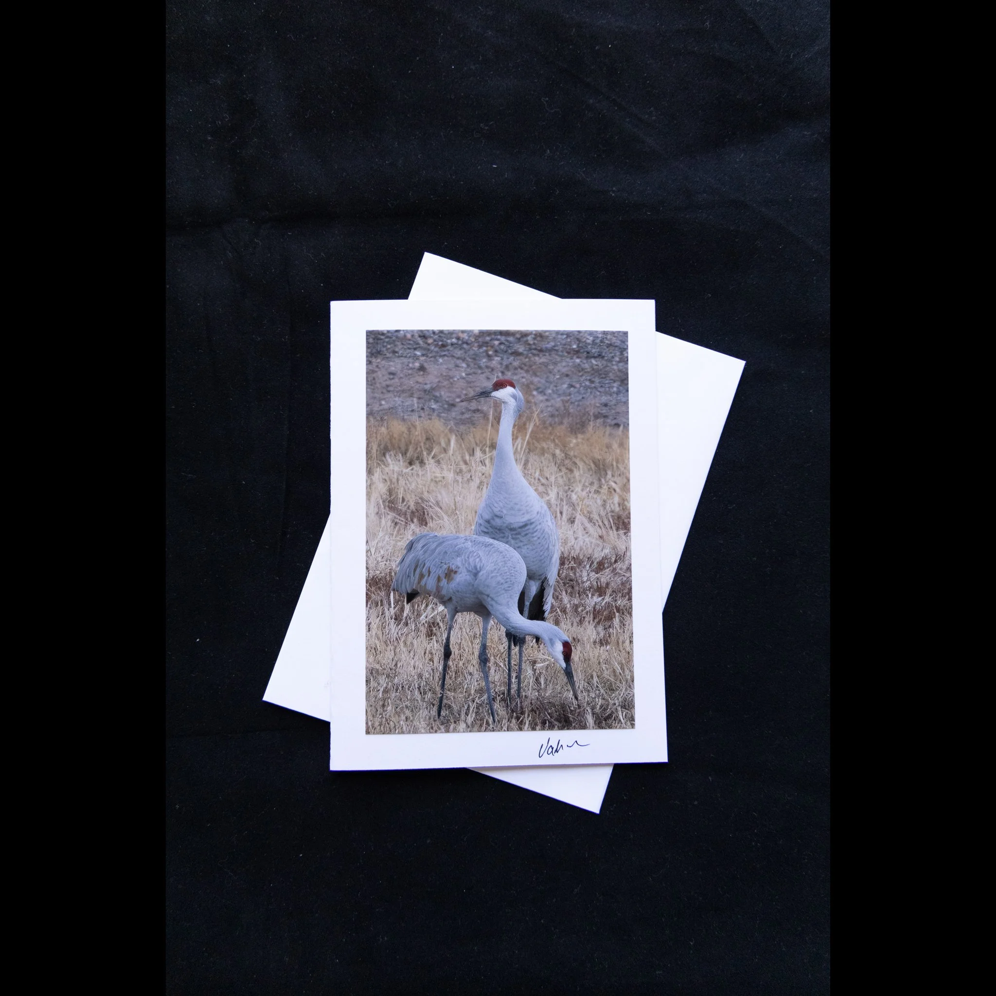 Crane Duo.jpg