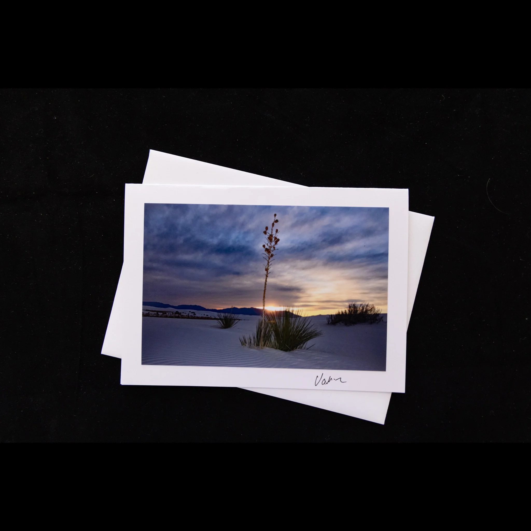 White Sands Yucca.jpg
