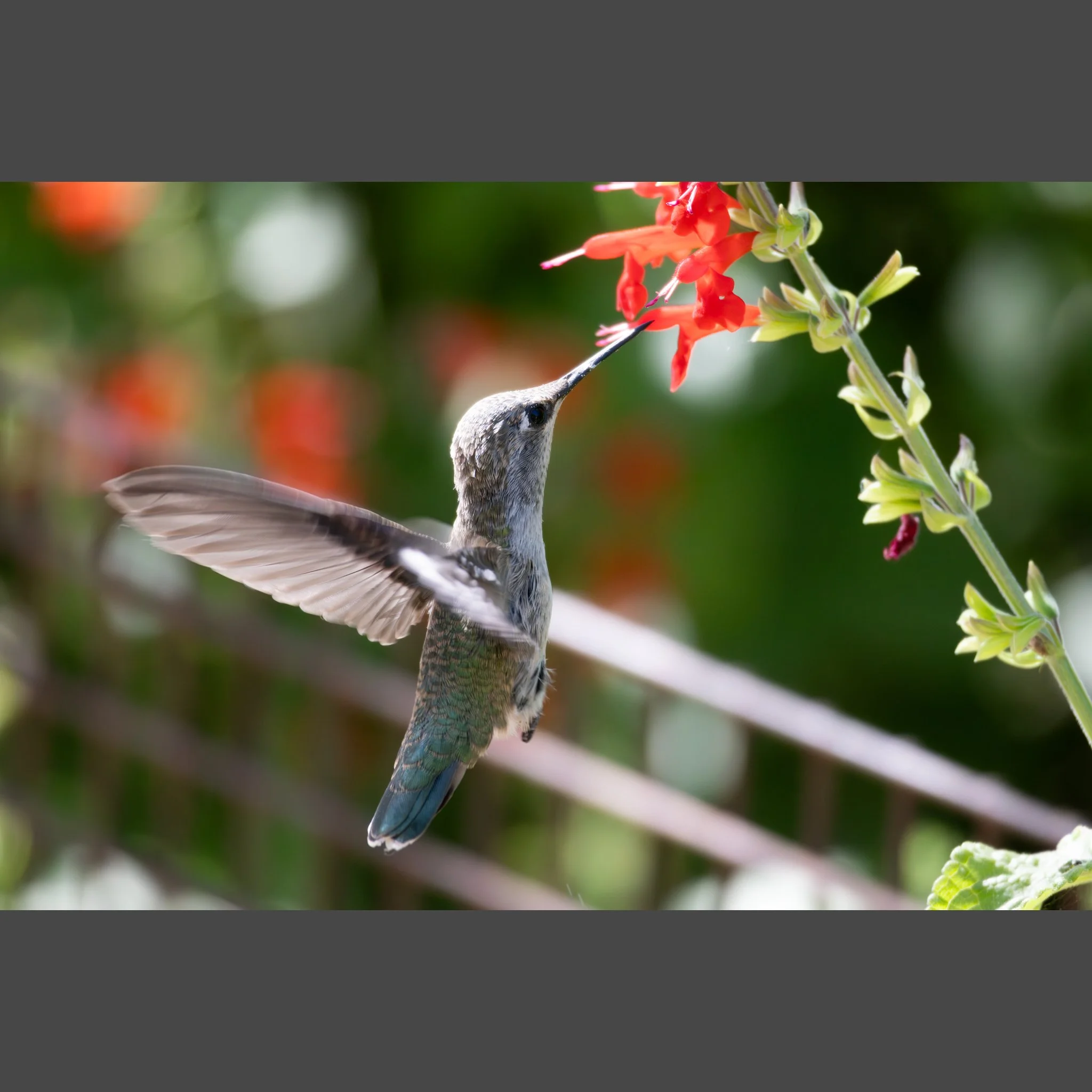 Anna's Hummingbird and Texas Sage Notecard