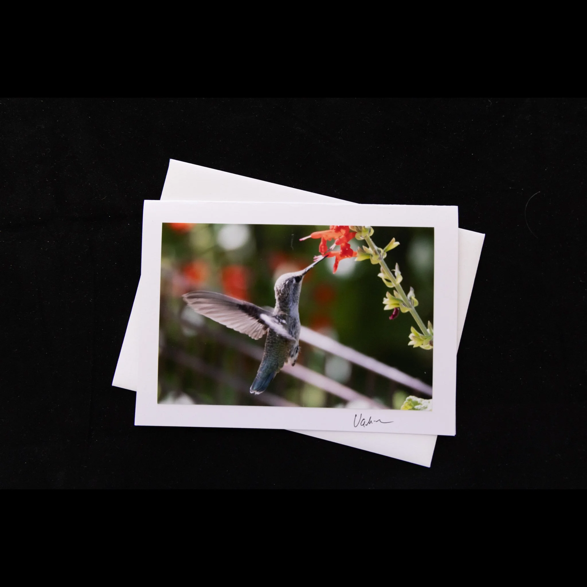 Anna's Hummingbird and Texas Sage.jpg