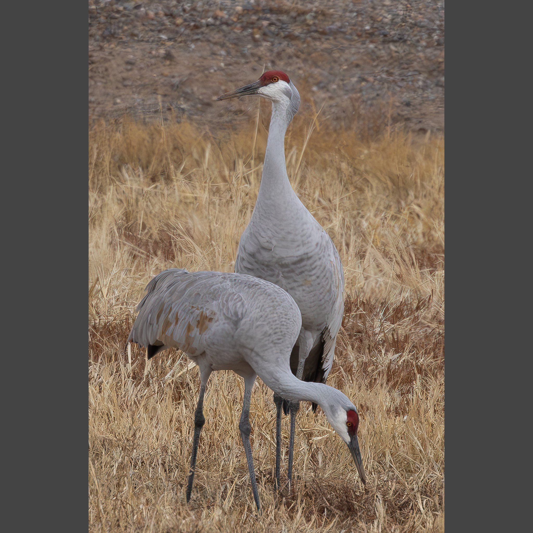 Sandhill Crane Duo Notecard