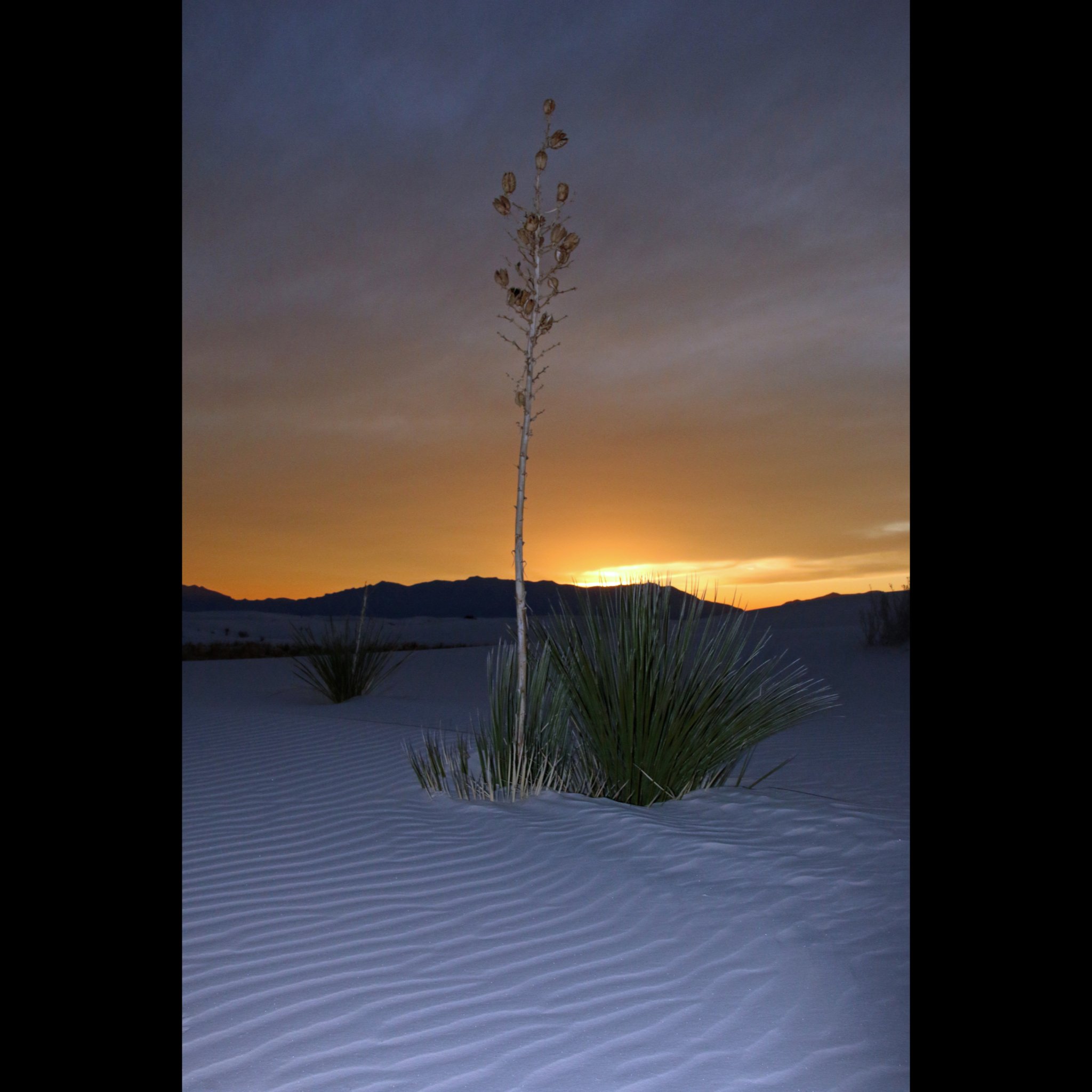 white-sands-yucca-dusk.jpg