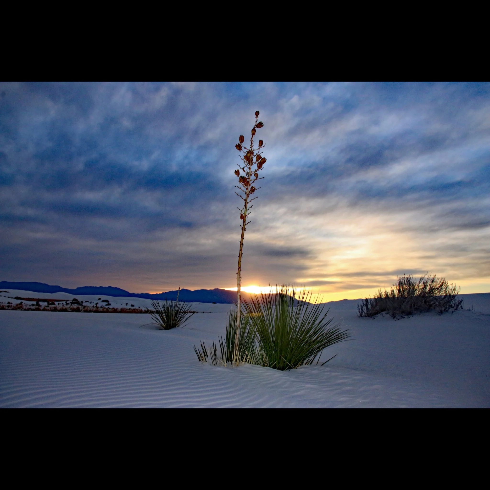 white-sands-yucca-sunset.jpg