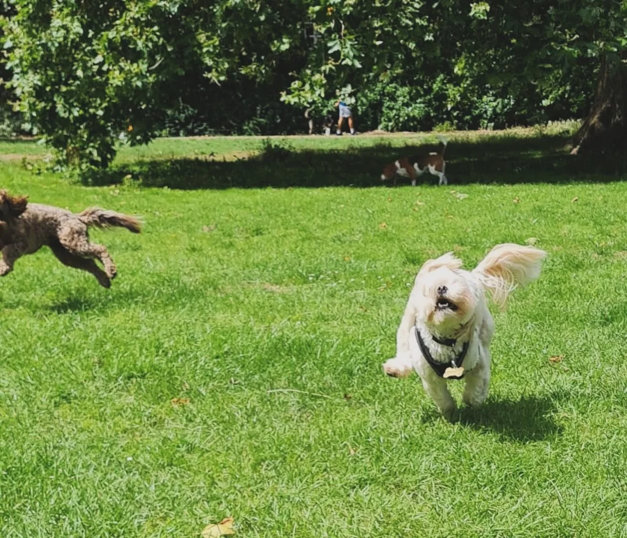 Pure joy.