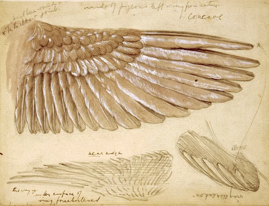 A detailed sketch of bird wings, showing various angles including a wing with feathers and a close-up of individual feathers. Handwritten notes are present around the drawing.