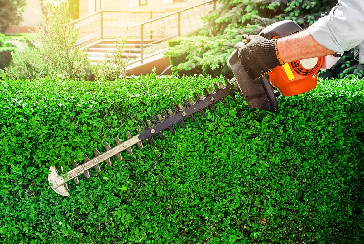 saw trimming shrubs