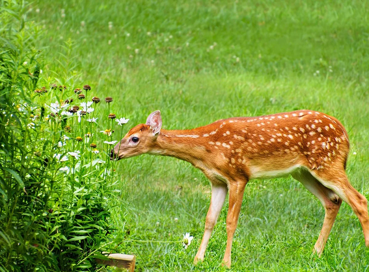 deer eating plants on lawn