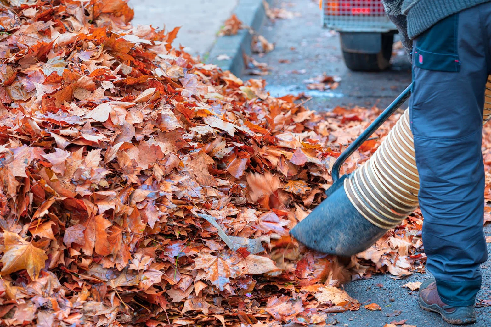 Fall leaves being vacuumed by landscaper