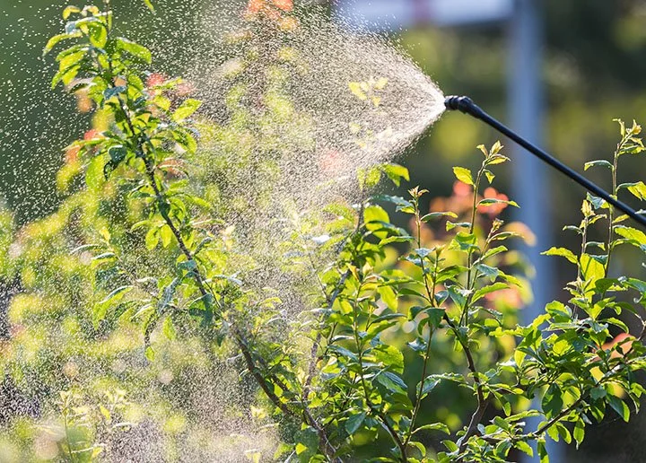 Spraying insecticide to bushes