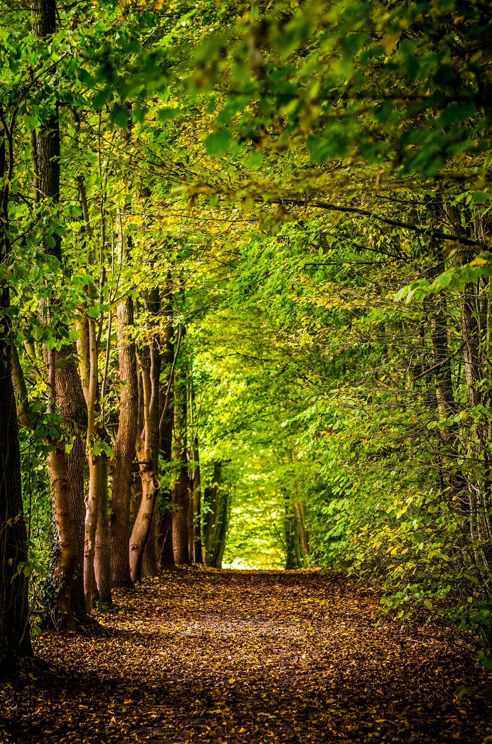 A peaceful forest path lined with tall trees and green foliage, with a carpet of fallen autumn leaves on the ground.