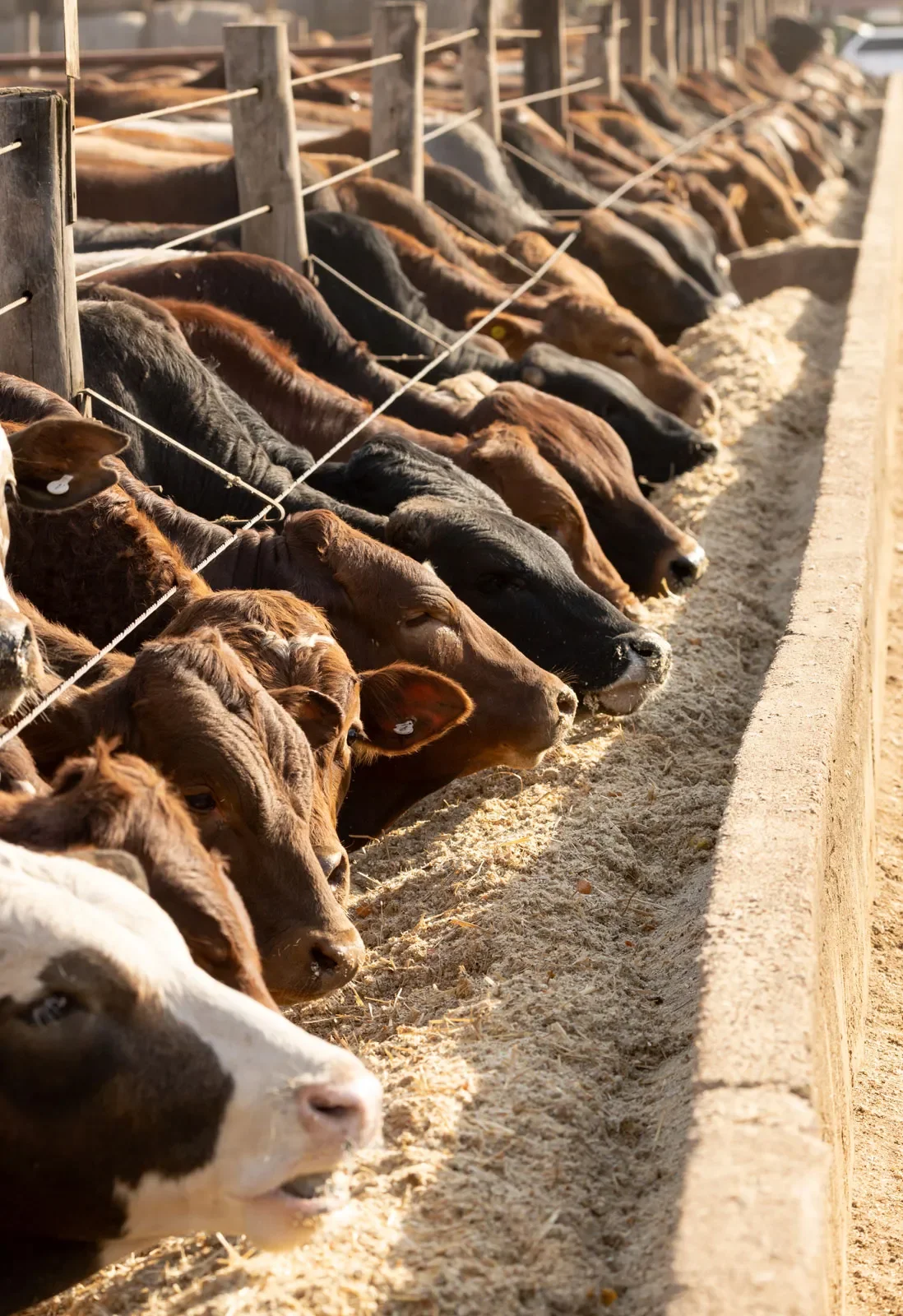 CATTLE FEEDLOT SPRAYING