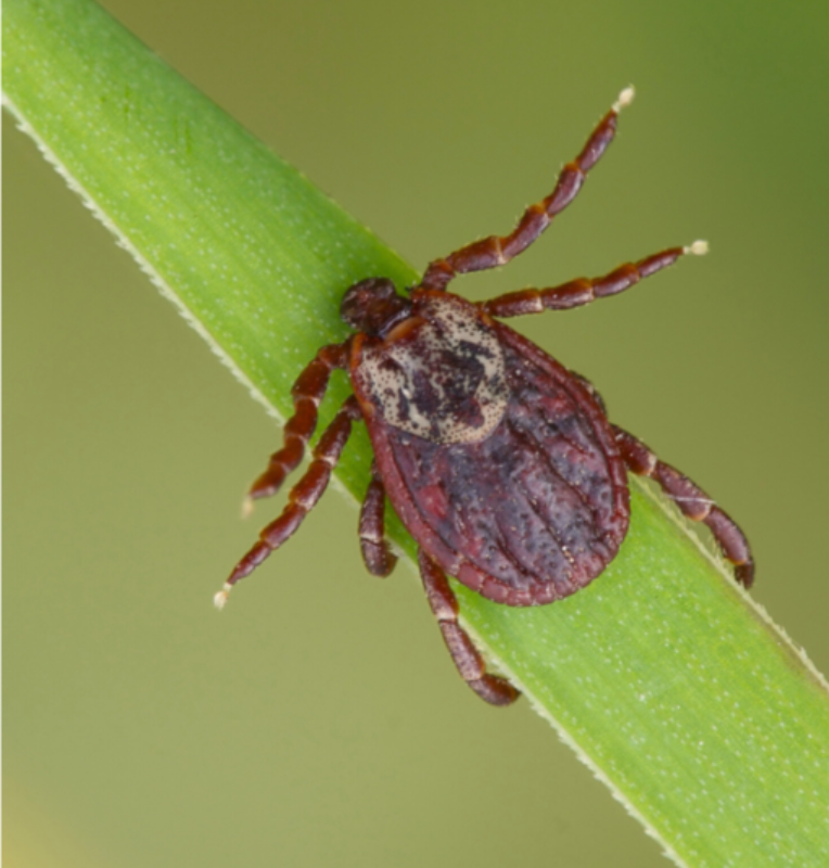 PEST CONTROL