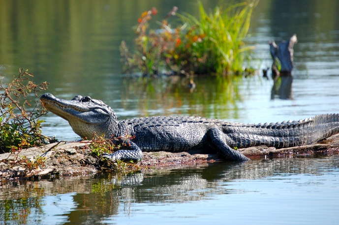 An alligator resting on a small land formation near water with plants and a tree stump in the background.