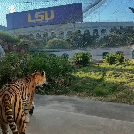 LSU Tiger Mike VII