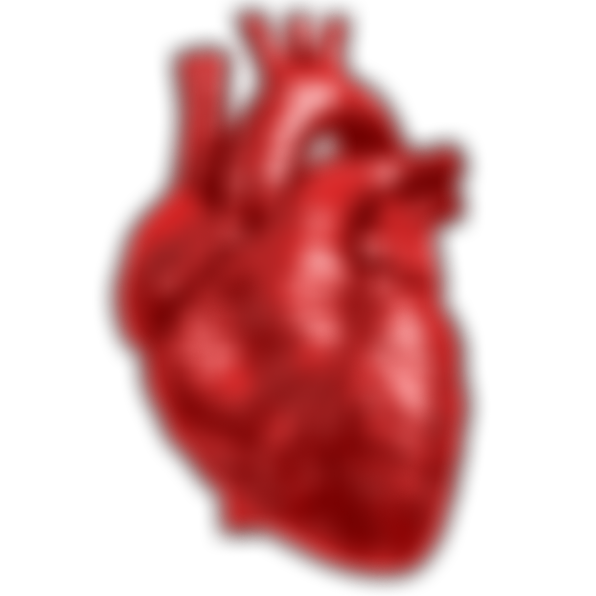 A human heart model with detailed anatomy, colored red.