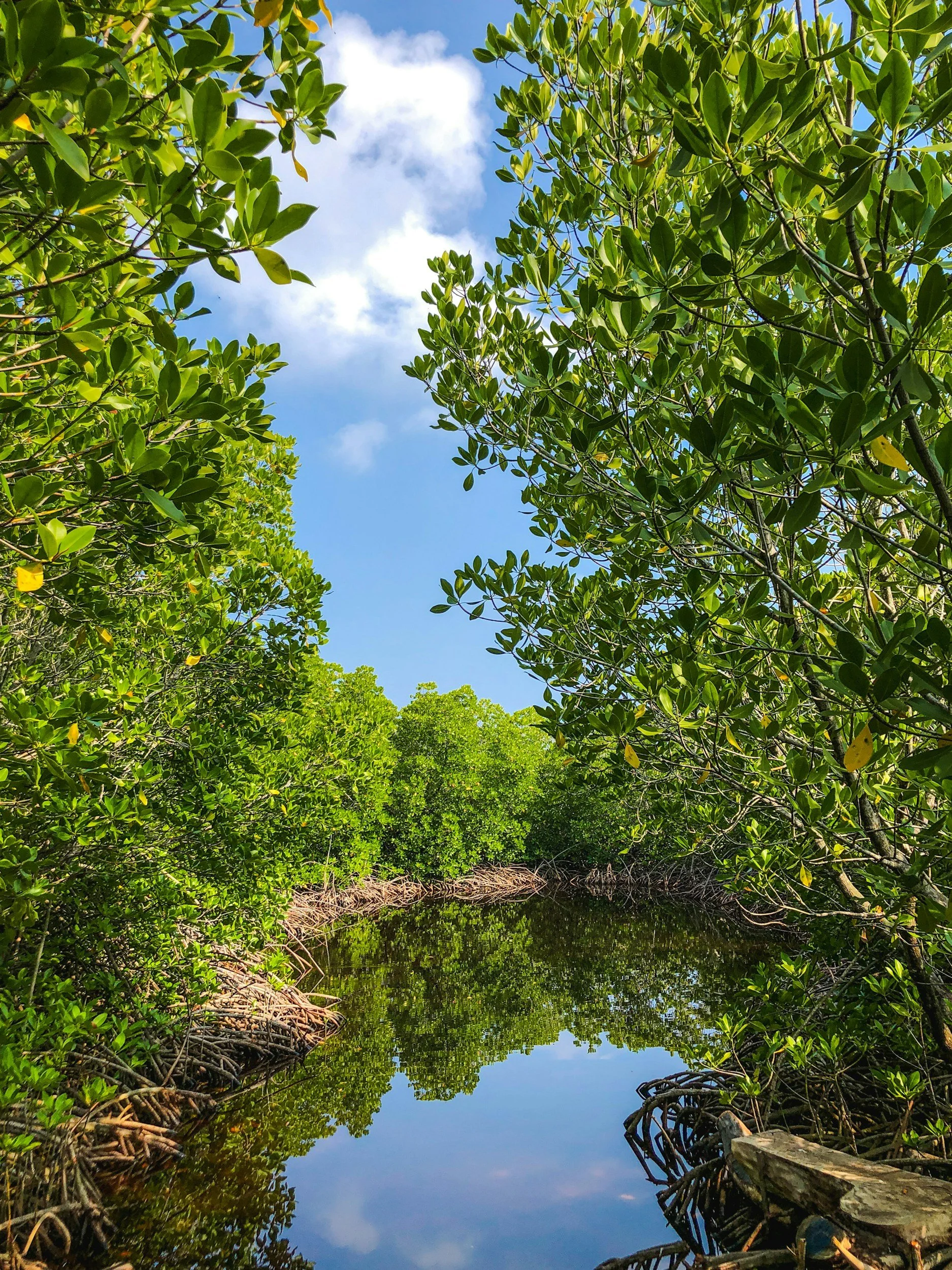 View of a mangrove swamp with lush green leaves and tangled roots, reflecting in calm water under a partly cloudy sky.