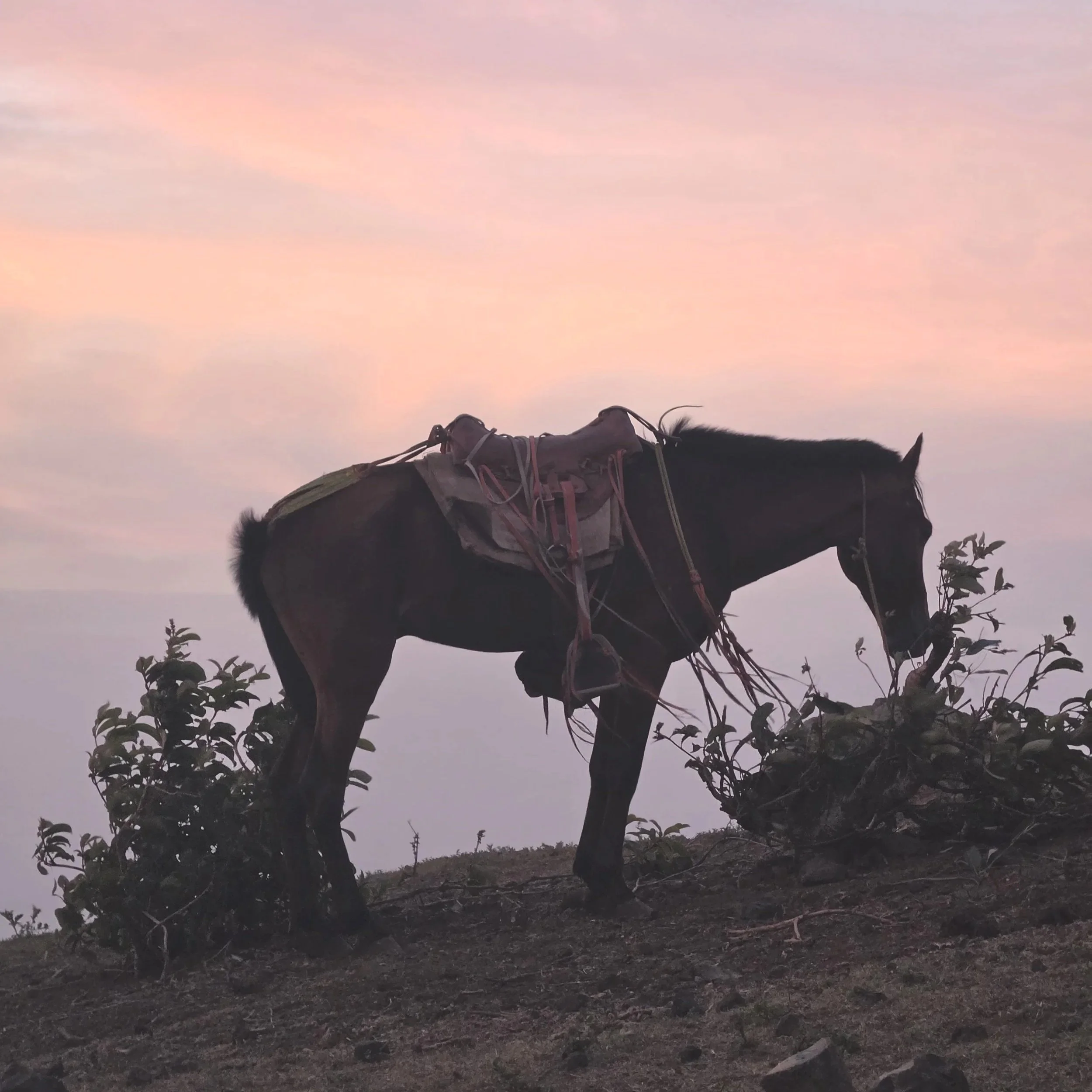 Volcano Boarding, Hiking &amp; Horseback Riding in León, Nicaragua: Which Adventure Is Right for You?
