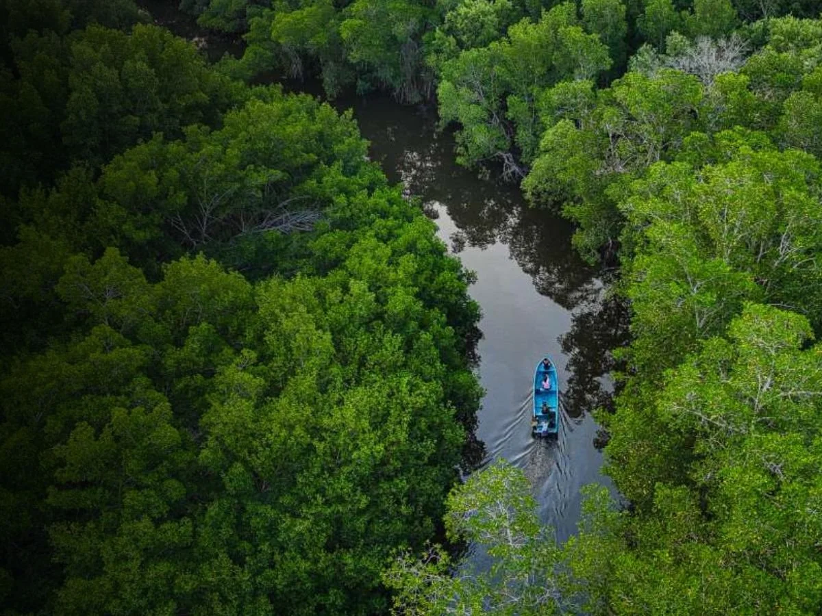 Aerial view of a boat with two people sailing through a narrow river surrounded by mangroves.