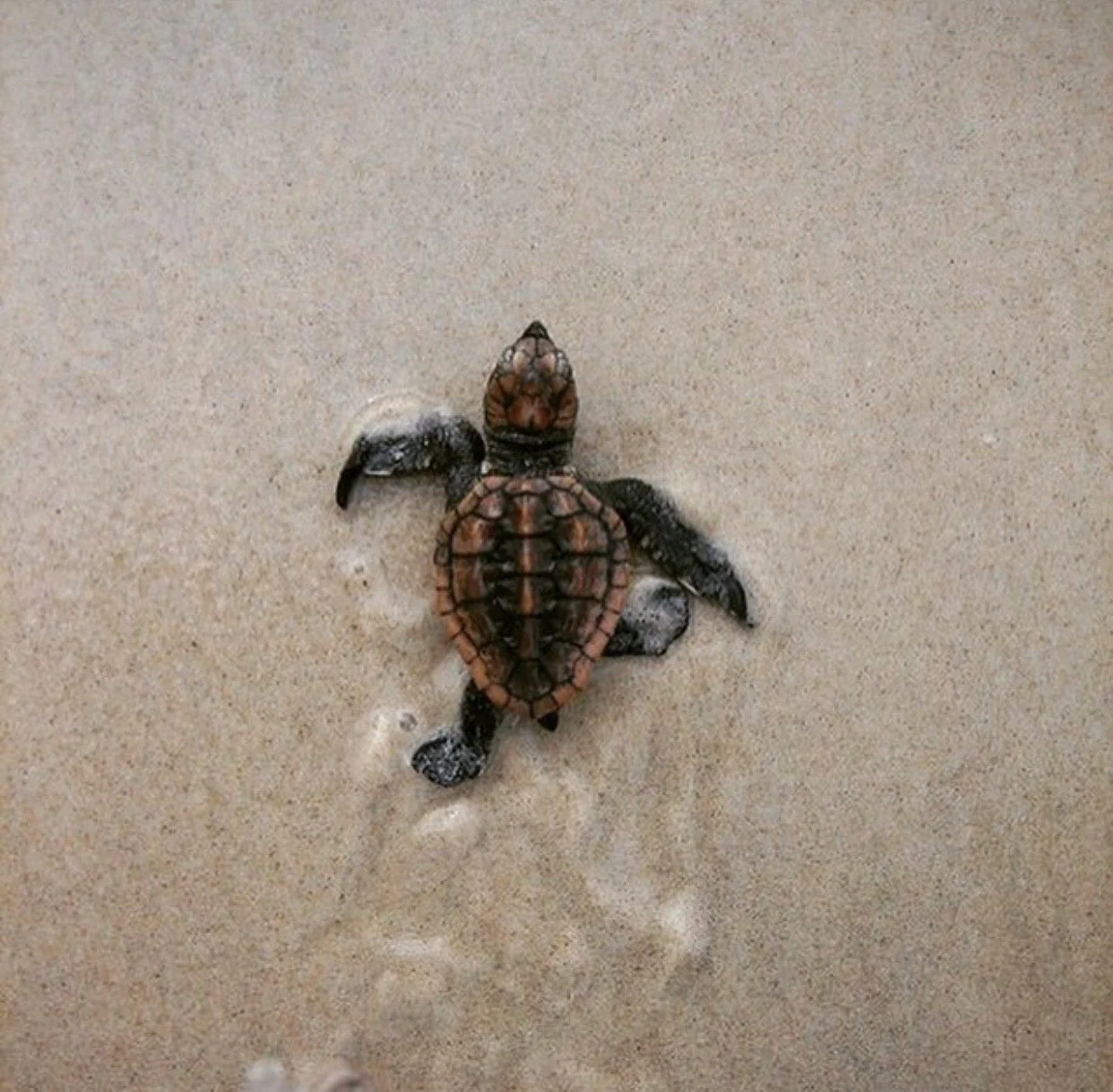 A baby sea turtle crawling on the sandy beach towards the ocean.